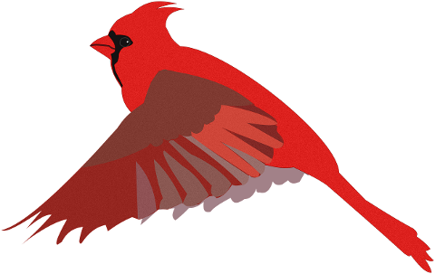 cardinal-bird-drawing-cartoon-7245965
