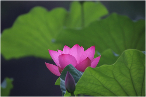 lotus-flower-plant-water-lily-6064452