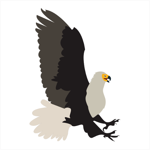 bird-eagle-wing-animal-predators-5012382