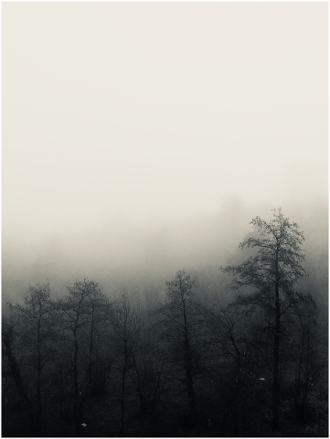 fog-tree-forest-trees-nature-4375280