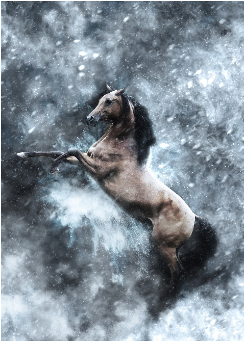 horse-stallion-snow-snowstorm-6239038