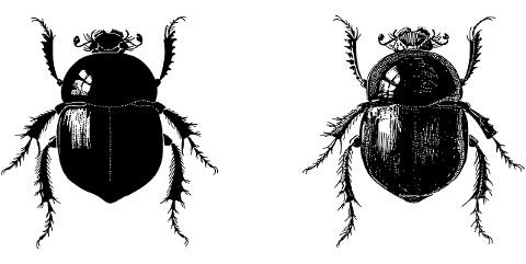beetle-insect-animal-bug-line-art-7258924