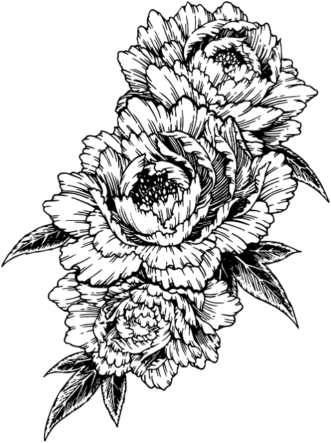 peony-drawing-line-art-nature-10144226
