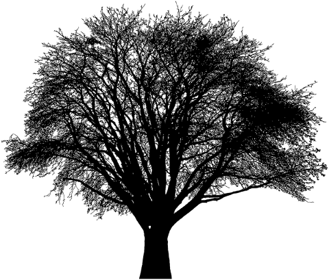 tree-landscape-silhouette-plant-5202299