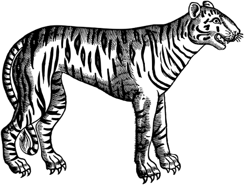 tiger-animal-line-art-big-cat-5220764