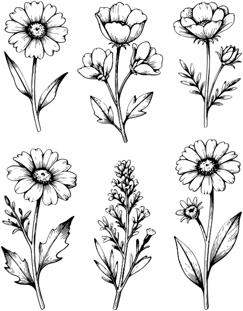 flower-botanical-clipart-graphics-10329609