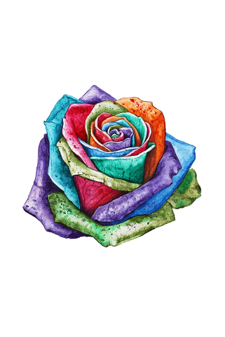 colorful-rose-multicolored-romantic-4567522