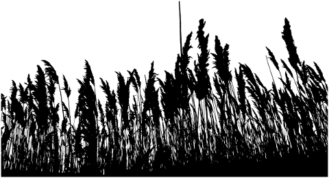vegetation-grass-silhouette-wheat-5152454