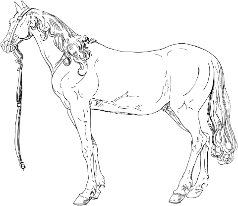 horse-equine-animal-line-art-7361706