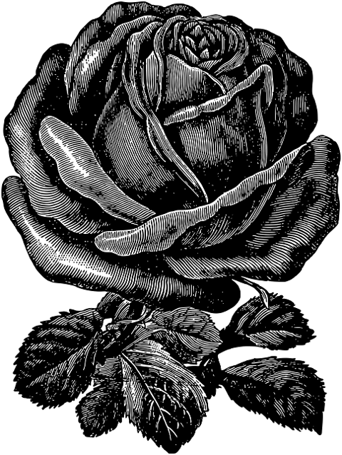 rose-flower-sketch-line-art-7290241