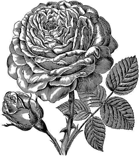 rose-flower-line-art-plant-7297609