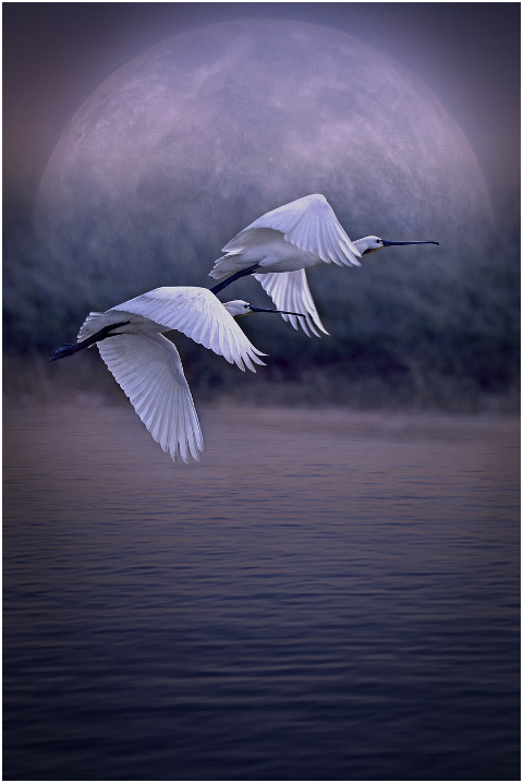 birds-flight-couple-wings-freedom-5981516