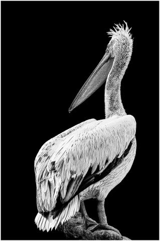 pelikan-dalmatian-pelican-4943730