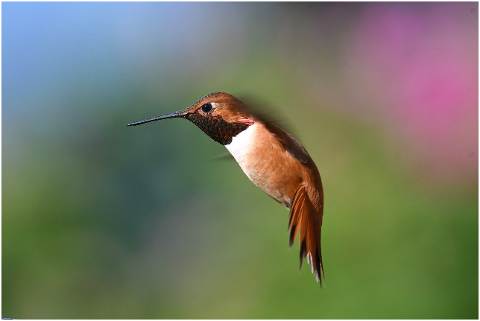 hummingbird-bird-flight-ave-avian-6309933