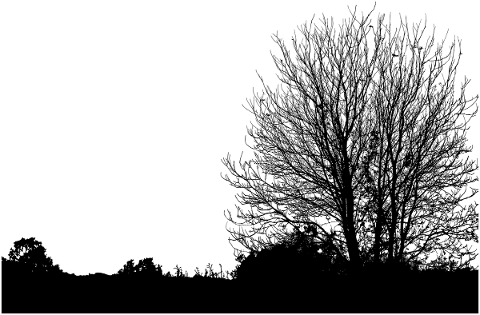 forest-trees-silhouette-branches-5152443