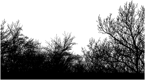 forest-trees-silhouette-branches-6810482