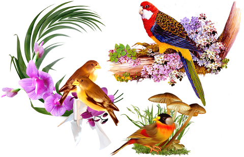 birds-beak-feathers-plumage-5480384