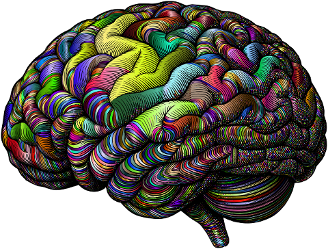 brain-mind-anatomy-biology-9565804