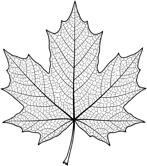 maple-leaf-leaf-line-art-10032534