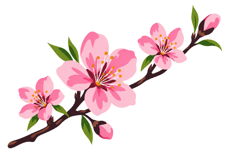 cherry-blossom-pink-blossoms-10465909