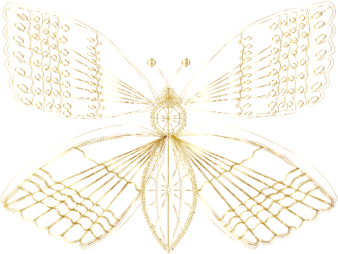 butterfly-insect-wings-abstract-6224094