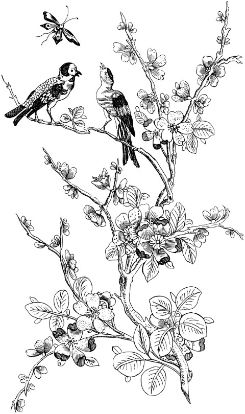 birds-branches-flowers-line-art-5935663