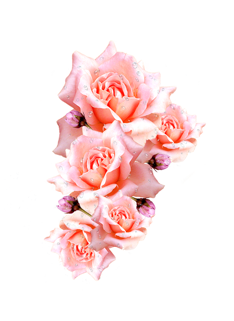 flowers-roses-bouquet-petals-flora-6127317