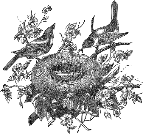 birds-nest-line-art-animals-7234428