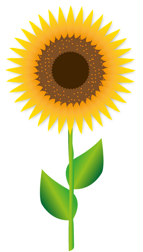 sunflower-flower-blossom-bloom-6781352