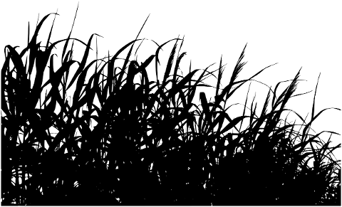 grass-silhouette-field-meadow-6940656