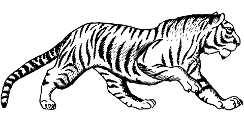 tiger-big-cat-feline-line-art-7542093