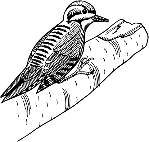 bird-woodpecker-ornithology-cutout-8034360