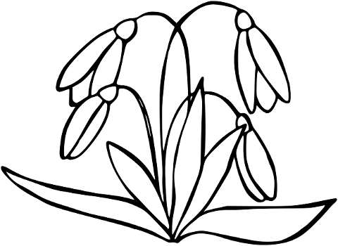 flowers-snowdrops-bud-coloring-book-6137362