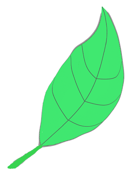 leaf-green-plant-botanical-growth-7116678