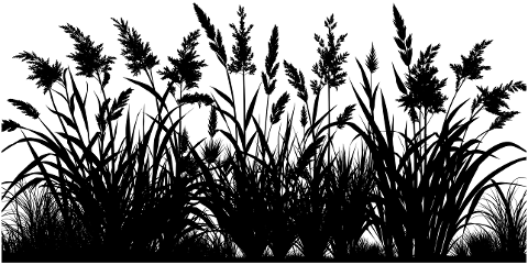 vegetation-grass-silhouette-brush-9612433