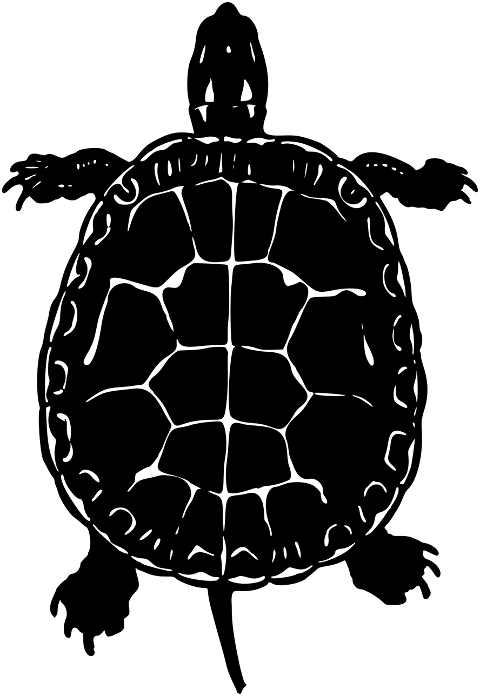 turtle-animal-art-nouveau-line-art-7469265