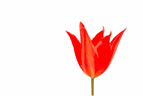 tulip-flower-spring-garden-7169485
