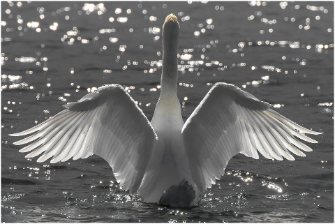 swan-water-bird-bird-plumage-wings-6292603