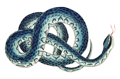 king-snake-blue-snake-wampum-snake-6315255