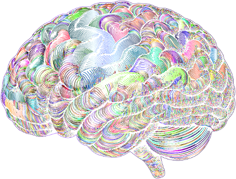 brain-mind-anatomy-biology-9565807