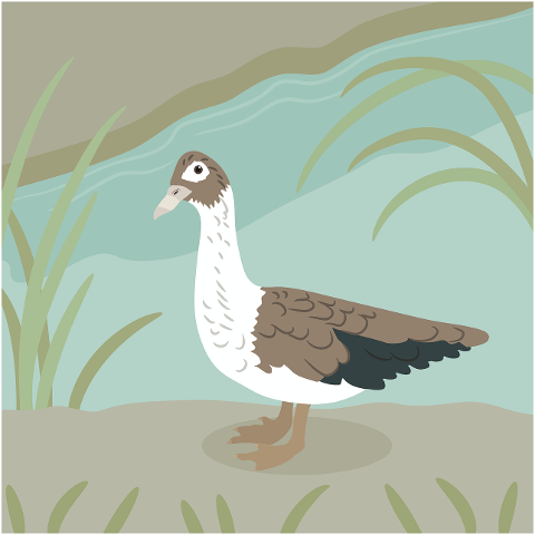 duck-nature-animal-fauna-bird-9681141