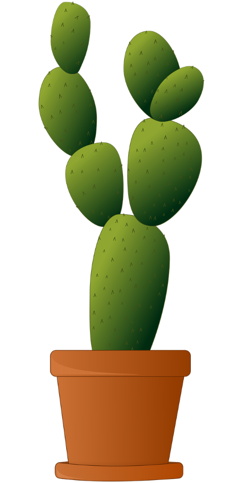 cactus-plant-potted-plant-8650656