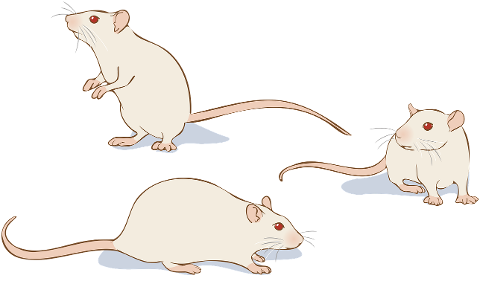 rat-laboratory-animal-rodent-7666460