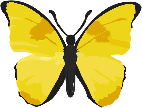 butterfly-yellow-butterfly-insect-7415822