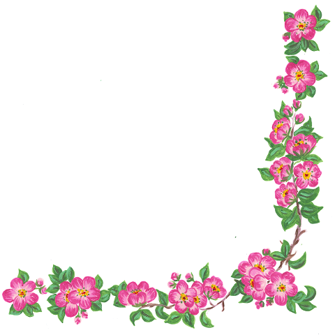 flowers-cherry-blossoms-border-6873293