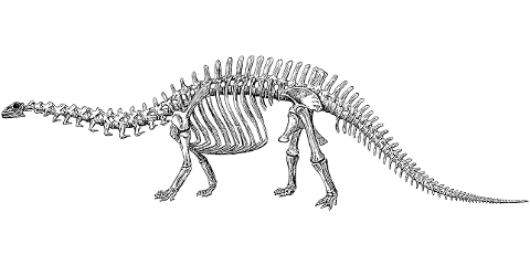 brontosaurus-dinosaur-skeleton-7264826