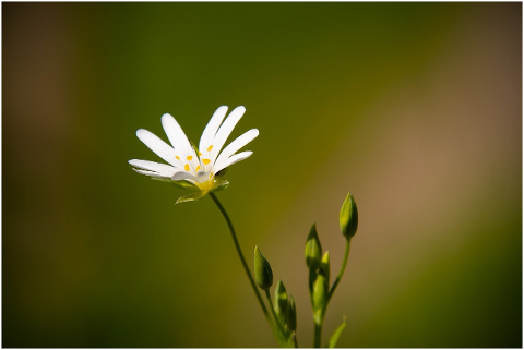 flower-petals-stellaria-palustris-6208926