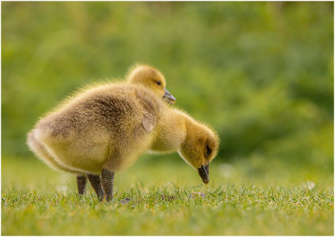 geese-goslings-birds-chicks-6226364