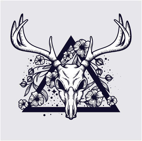 deer-skull-head-animal-antlers-5850557