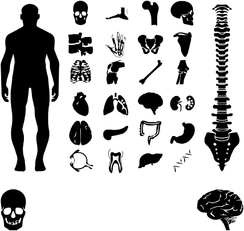human-body-skeleton-organs-anatomy-7263463